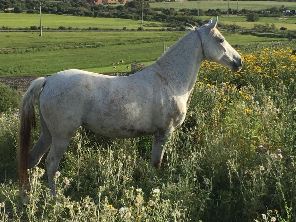 Agriturismo Su Meurreddu Tratalias Екстериор снимка